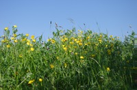 buttercups blue sky