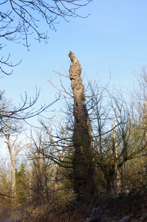 buzzard lookout