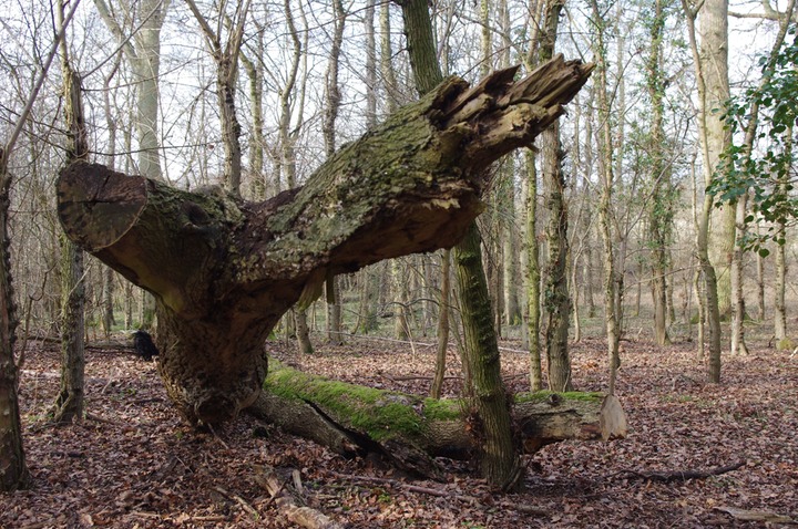 croc tree 3