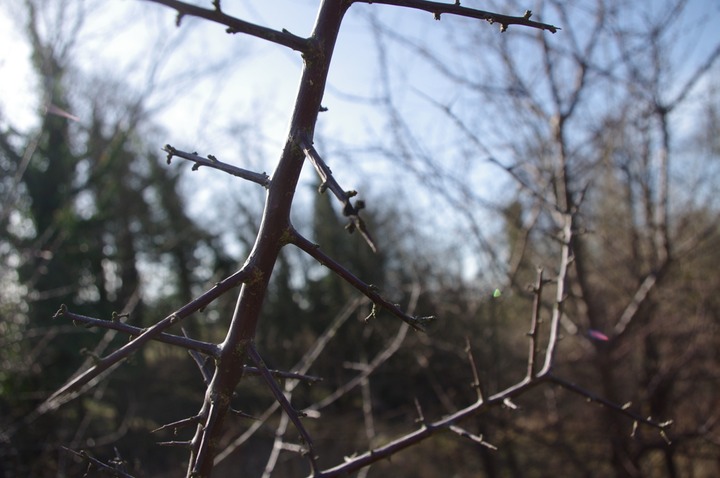 cross patch tree thorn