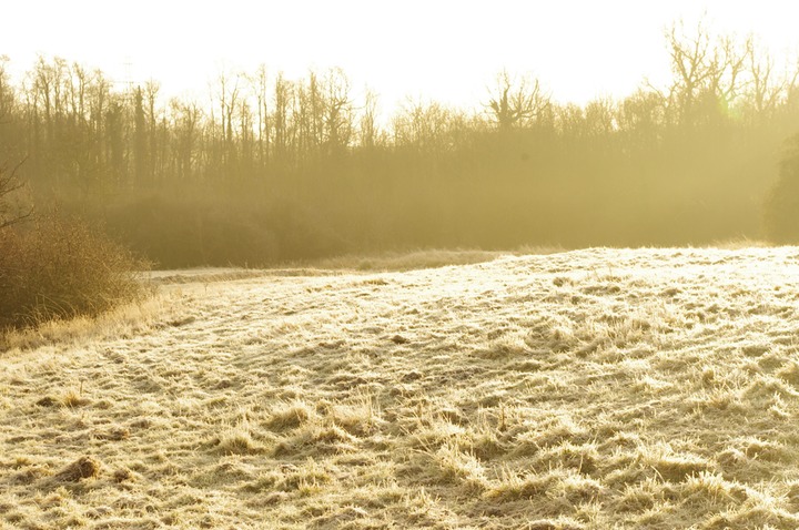 frosty deer meadow