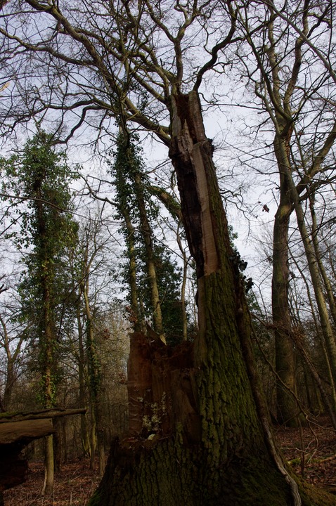 gathering stump