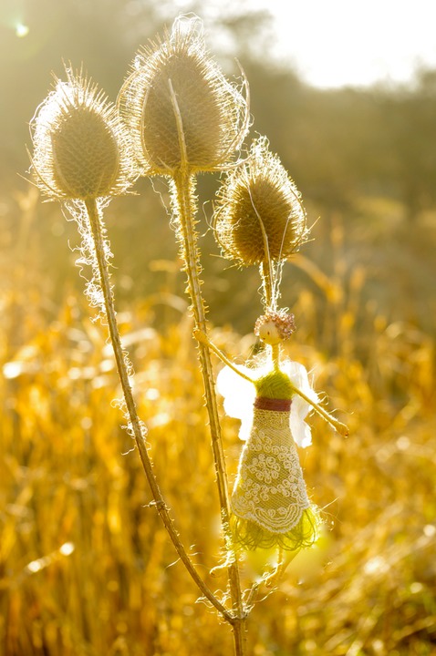 green teasel wm