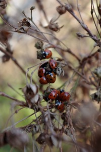 lbird cluster HG