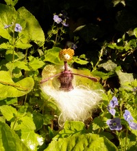 pur white speedwell lane