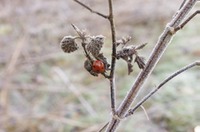 sleepy ladybird