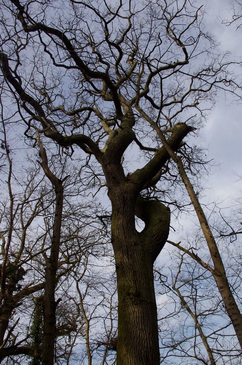 snake tree